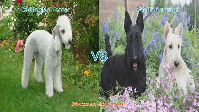 Video thumbnail for Bedlington Terrier vs. Scottish Terrier: A Comparison of Two Charming Dog Breeds
