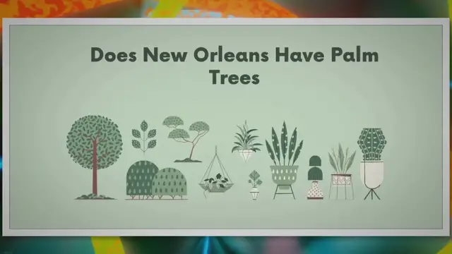 Video thumbnail for 7 Amazing Facts For About Does New Orleans Have Palm Trees