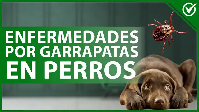 Video thumbnail for 🐶  ¿Qué ENFERMEDADES transmiten las GARRAPATAS y cómo prevenirlas en tu PERRO? - Salud canina 🐶
