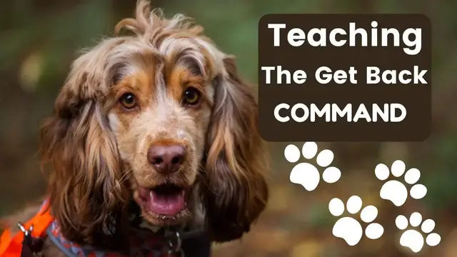 Video thumbnail for Teaching a spaniel to get back
