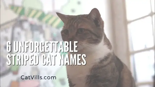Video thumbnail for 6 UNFORGETTABLE STRIPED CAT NAMES