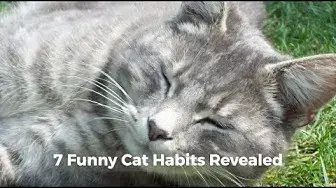 'Video thumbnail for FUNNY CAT HABITS REVEALED: WHY CATS DO SUCH STRANGE & WONDERFUL THINGS'