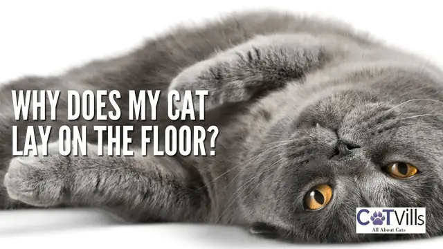 Video thumbnail for Why does my CAT LAY ON THE FLOOR?