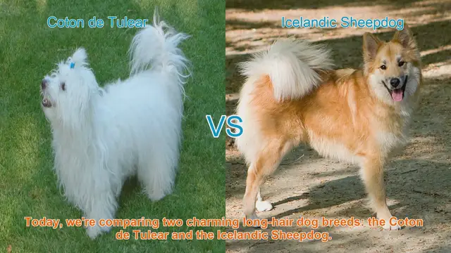 Video thumbnail for Coton de Tulear vs. Icelandic Sheepdog: A Comparison
