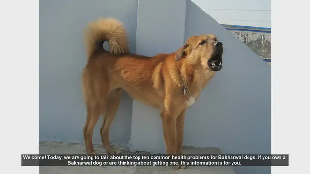 Video thumbnail for Top 10 Common Health Problems in Bakharwal Dogs