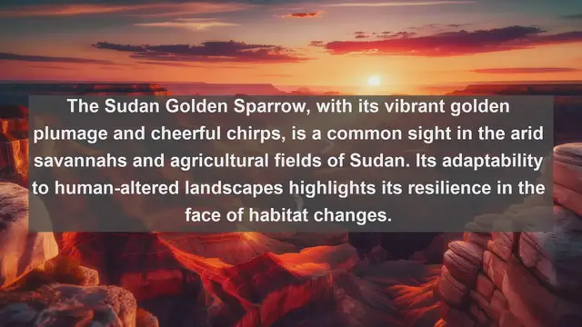 Video thumbnail for Wings of the Nile: Discovering Sudan's Top 10 Native Birds