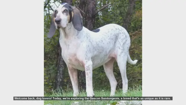 Video thumbnail for Top 10 Facts About the Rare Gascon Saintongeois Dog Breed