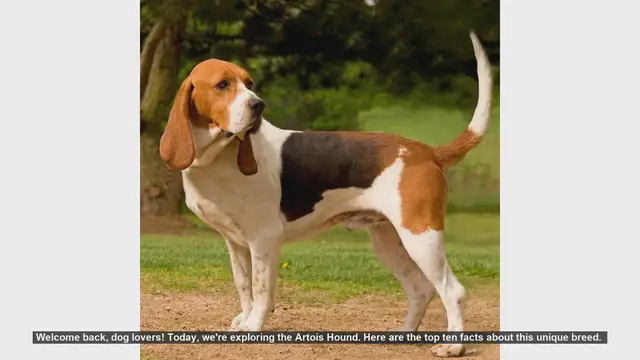 Video thumbnail for Top 10 Fascinating Facts About the Artois Hound