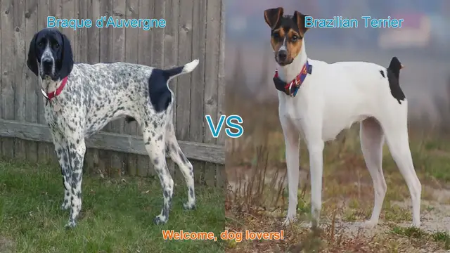 Video thumbnail for Braque d'Auvergne vs. Brazilian Terrier: A Comprehensive Breed Comparison