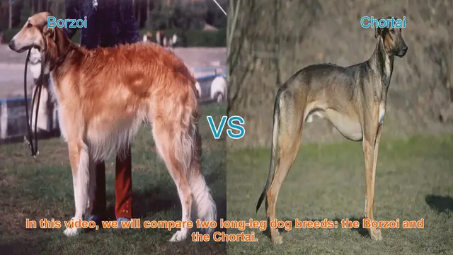 Video thumbnail for Borzoi vs. Chortai: A Guide to Long-Leg Dog Breeds