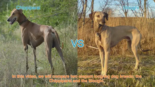 Video thumbnail for Chippiparai vs. Sloughi: A Comparison of Elegant Long-Leg Dog Breeds