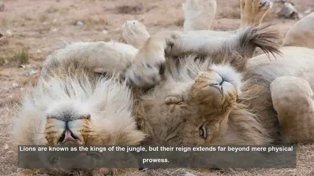 Video thumbnail for 10 Key Social Interactions in Lion Prides