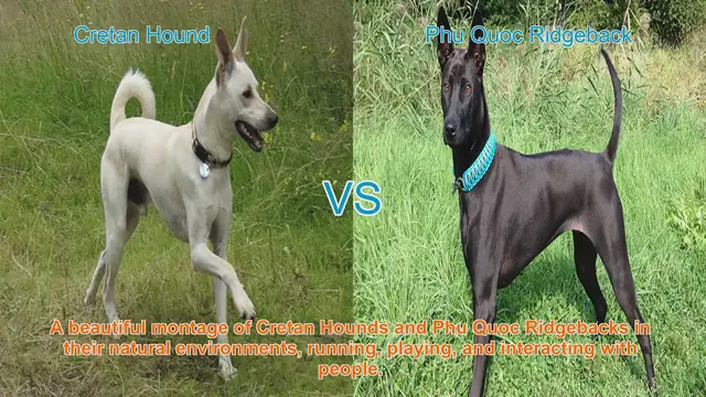 Video thumbnail for Comparing Cretan Hounds and Phu Quoc Ridgebacks: A Breed Showcase