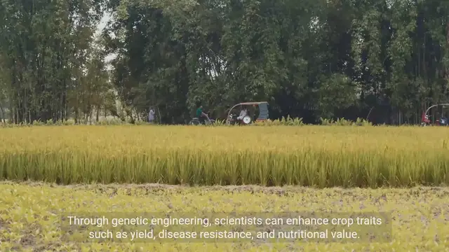 Video thumbnail for Genetic Engineering and Crop Improvement