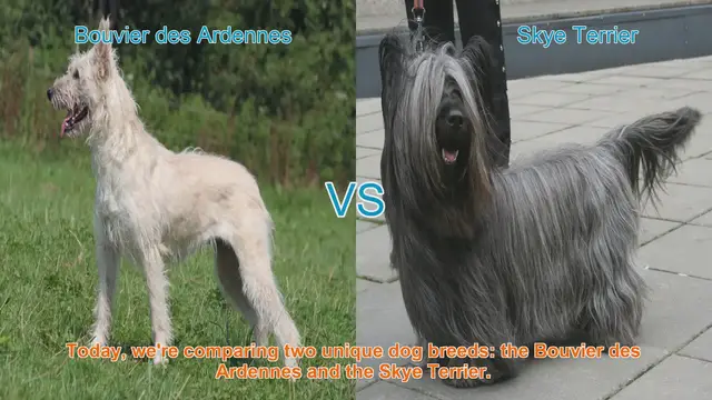 Video thumbnail for Bouvier des Ardennes vs. Skye Terrier: A Comprehensive Comparison