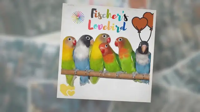Video thumbnail for Fischer’s Lovebird