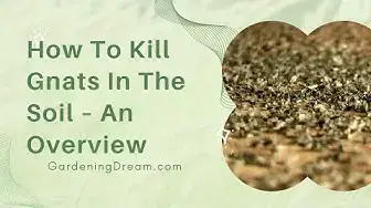 Video thumbnail for How To Kill Gnats In The Soil – An Overview