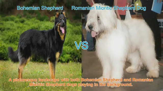 Video thumbnail for Exploring Bohemian Shepherd and Romanian Mioritic Shepherd Dogs