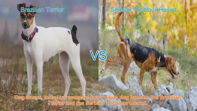 Video thumbnail for Brazilian Terrier vs. Serbian Tricolour Hound: A Breed Comparison