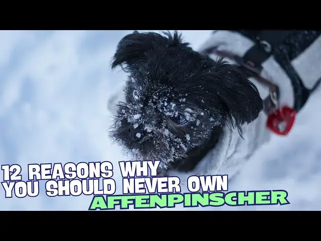Video thumbnail for 12 Reasons Why You Should Never Own an Affenpinscher 🐾