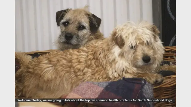 Video thumbnail for Top 10 Common Health Problems in Dutch Smoushond Dogs