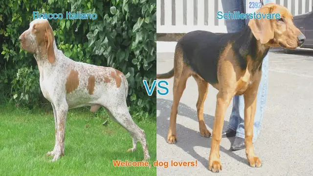 Video thumbnail for Bracco Italiano vs. Schillerstövare: A Comparison of Two Unique Dog Breeds
