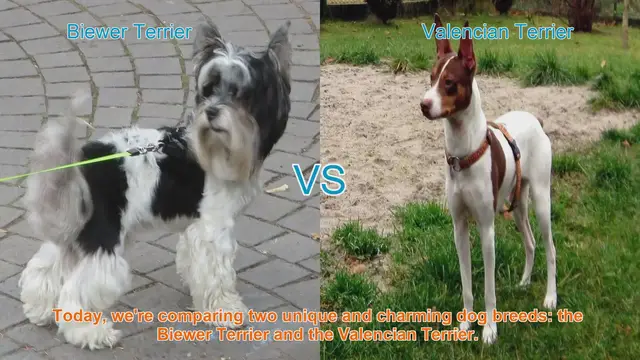 Video thumbnail for Biewer Terrier vs. Valencian Terrier: A Breed Comparison