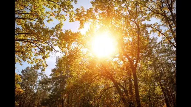Video thumbnail for Importance of the Sun on Earth: influence on life