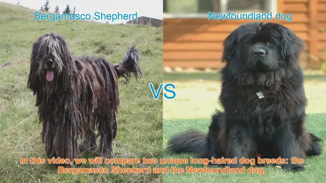 Video thumbnail for Bergamasco Shepherd vs. Newfoundland Dog: A Comparison of Unique Long-Haired Breeds