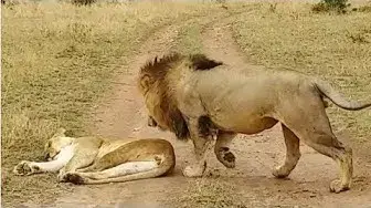 Video thumbnail for How Not to Wake Up a Lioness!