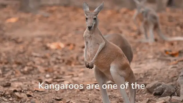 Video thumbnail for Leaping Into the World of Kangaroos: Uncovering Their Behaviors!
