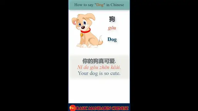 Video thumbnail for How do you say Dog in Chinese | English to Chinese #shorts
