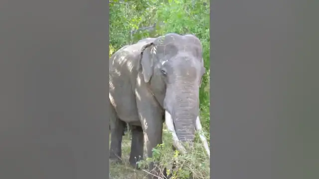 Video thumbnail for This Elephant /tusker  "Thilak " was attacked and killed by another tusker in 2017 #shorts