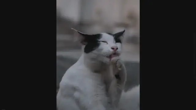 Video thumbnail for Why Is Not A Good Idea To Share Peaches With Your Cat