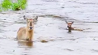 Video thumbnail for Baby Buck Swept Away in River as Mother Barely Notices