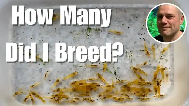 Video thumbnail for 100-Day Shrimp Breeding Challenge Completed - HOW MANY SHRIMP DID I BREED IN JUST 100 DAYS?