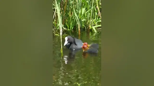 'Video thumbnail for Coot Feeding Chicks | Coot Chicks | Baby Coots'