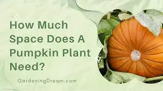 Video thumbnail for How Much Space Does A Pumpkin Plant Need?