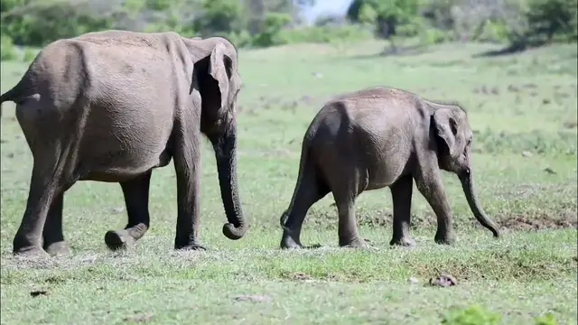 Video thumbnail for Elephants in Yala National Park