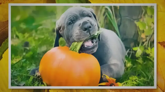 'Video thumbnail for Can Dogs Eat Pumpkin? - Article Summary'
