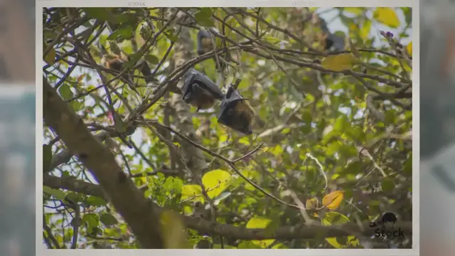'Video thumbnail for Are Bats Birds? What’s the Difference Between Them?'