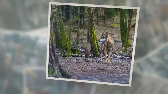 Video thumbnail for What Do Wolves Eat?