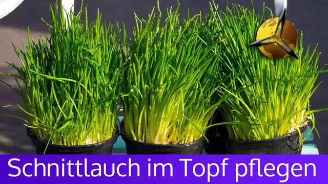 Video thumbnail for Schnittlauch Pflege im Topf für Küche und Balkon