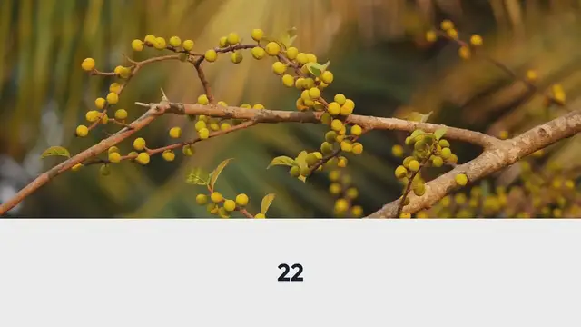 Video thumbnail for How to Grow Your Own Almond Tree from Seeds