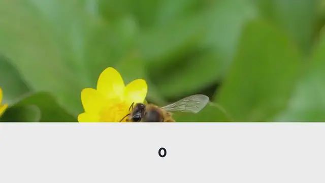 Video thumbnail for Why Are Bees Good for My Garden?