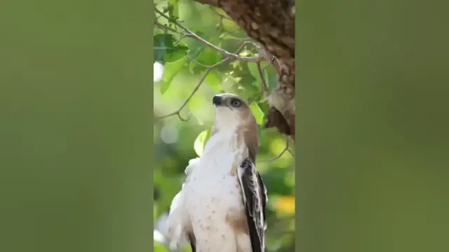 Video thumbnail for Crested Hawk Eagle #shorts