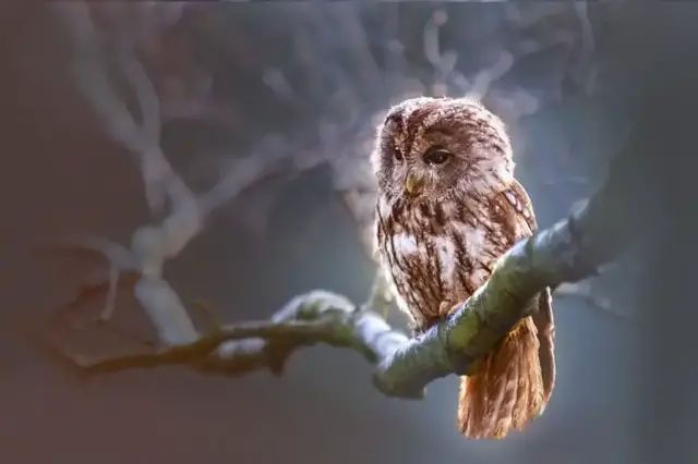 'Video thumbnail for Essay on Birds for students.'