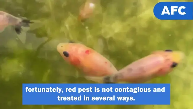 Video thumbnail for Red Spots On Goldfish: Symptoms, Causes & Treatments