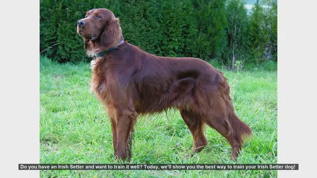 Video thumbnail for How to Train Your Irish Setter: Tips and Techniques