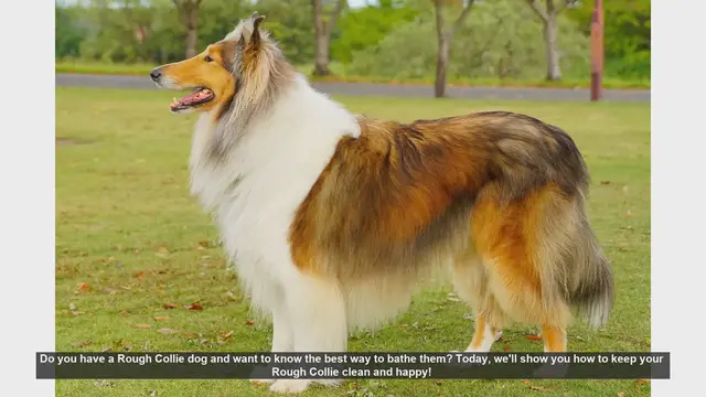 Video thumbnail for How to Bathe Your Rough Collie: Step-by-Step Guide